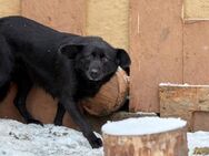 Cheburashka❤️sucht ihre Menschen - Rott (Inn)