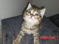 Bkh Mischling kitten - Herne