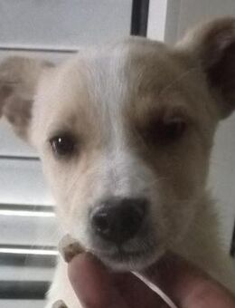 Sheila 💛💛💛 bereit für eigenes Zuhause - Bad Karlshafen