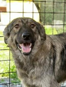 Waiter Pflegestelle oder Zuhause gesuc - Oberwies