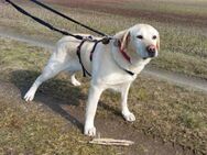 Labrador Luna sucht ihre Familie - Neuss