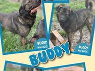 Toller Buddy wäre gern Dein Freund! - Nürnberg