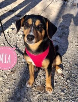 Mia eine absolute Familienhündin - Flörsheim-Dalsheim