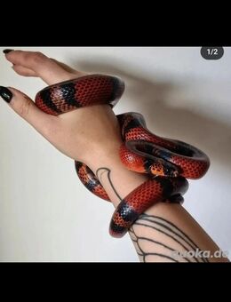 Schlange (lampropeltis triangulum hondurensis) + Terrarium komplett - Berlin