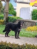 Zuhause gesucht in 97776