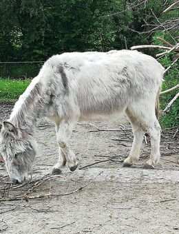 Grieche sucht... - Schleswig