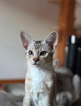 Main Coon Mix kitten/kater - Teningen