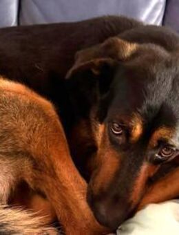 Rex verliert sein Zuhause - Ludwigshafen (Rhein)