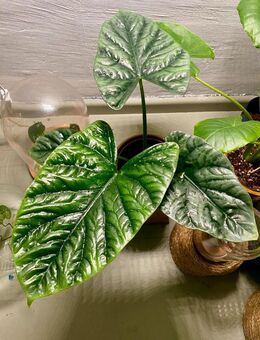 Alocasia Lukiwan Jungpflanze in Stratum Perlite - Berlin