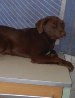 Hazel Welpe Mischling Rüde Junghund - Margetshöchheim