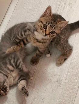 BKH Kitten Junge und Mädchen - Wuppertal