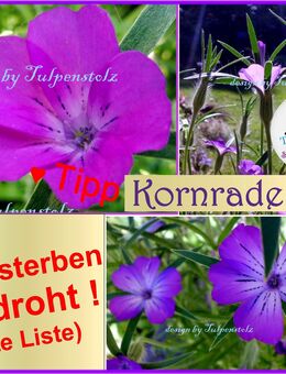 ♥ Rettet die Kornrade ! 50 Samen, bedrohte Art ! Heilpflanze Garten Tulpenstolz,Bienenweide Rarität,Staude,lila - Hamburg