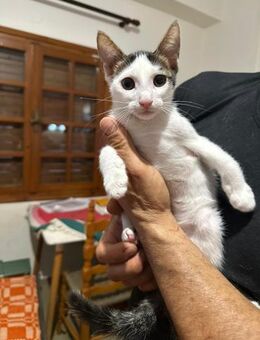 Smart aus dem Tierschutz - Grevenbroich