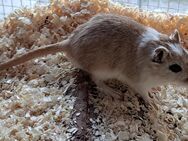junge Rennmäuse Rennmaus Gerbil Wüstenrennmäuse - Neustadt (Sachsen) Hohwald