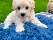 Maltipoo F1 - Römerberg