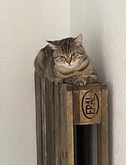 2 süße Kater abzugeben - Herne