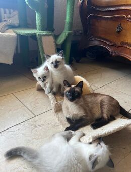 Edelmix Heilige Birma+Thai Siam Katzenbabys - Kirn Zentrum