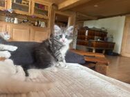 sibirische waldkatzen und neva masquarade kitten - Langnau im Emmental
