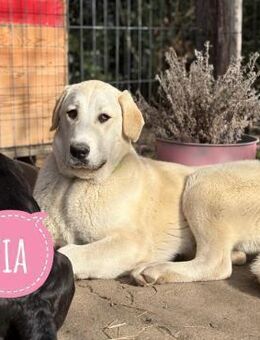 Zia eine wundervolle Pracht - Flörsheim-Dalsheim