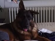 Deutscher Schäferhund Shiva - Oberaula