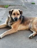 Hündin sucht liebevolles zuhause in 14974