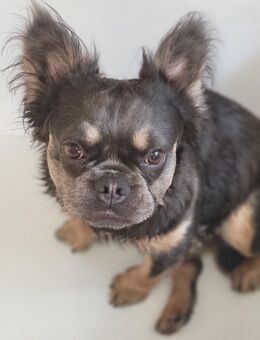 Fluffy Französisch Bulldoggen Rüde sucht leider Dringend ein neues Zuhause - Potsdam