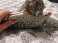5 reinrassige britisch Langhaar katzen - Siegburg