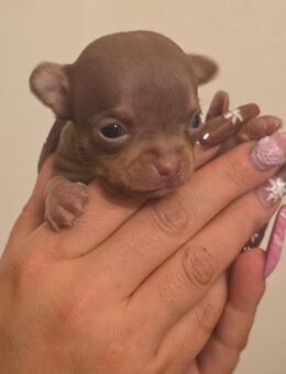 Mini Chihuahua - Frankfurt (Main)