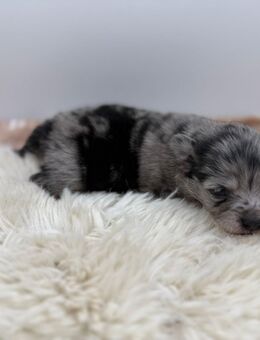 Pomchi-Welpen suchen ihre Menschen - Schneverdingen