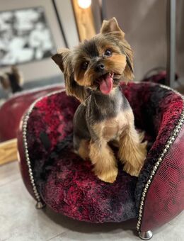 Reichrassiger Yorkshire Terrier Rüde, 4 Jahre - Leipzig Nordwest