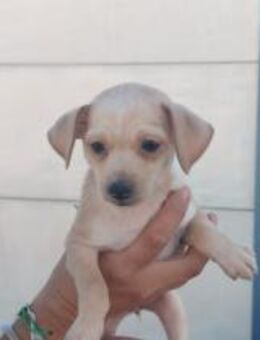 Queen; zuckersüßer Schnulleralarm - Geilenkirchen