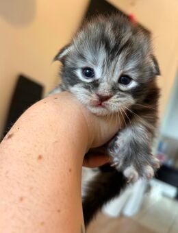 Maine Coon Kitten Männchen - Daun