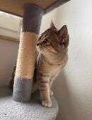 Zwei Kätzchen suchen neues Zuhause! in 44652