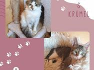 Kater Finn und Krümel möchten reisen - Lalendorf