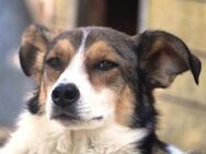 Cassy ist einfach eine Traumhündin! - Karben