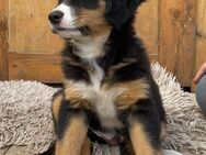 Australian Shepherd Welpen - Oberlangen