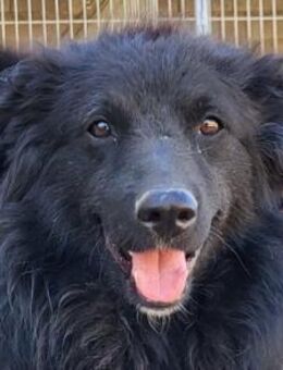 GORDI💖süßes kroat.Schäferhund-Mix-Mädel - Hamburg