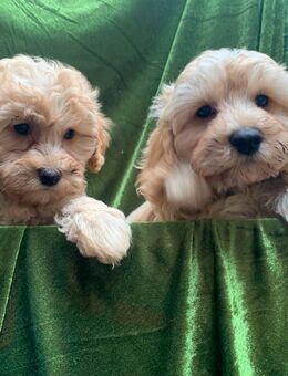 Zauberhafte Cavapoo-Welpen zu verkaufen - Dinslaken