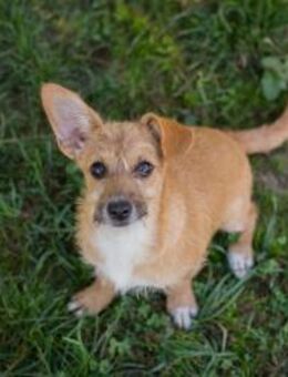 EMMA - aufgeweckt und verschmust - Overath