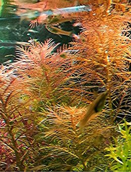 Amerikanisches Kammblatt, Aquarienpflanze, Versand/ Abholung - Mechernich