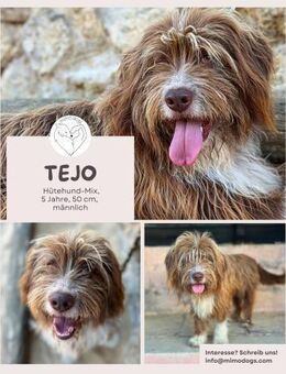 Tejo: Sensibler Hütehund mit Herz - Brühl (Nordrhein-Westfalen)