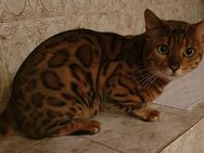 Bengal Deckkater mit Erfahrung - Bassum Zentrum