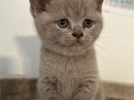 BKH Kitten Blue - Dannstadt-Schauernheim