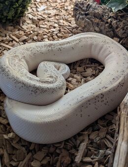 Python regius Bestandsauflösung - Langenselbold
