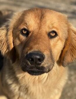 Kerchak, geb. ca. 07/2021, Griechenland - Markdorf