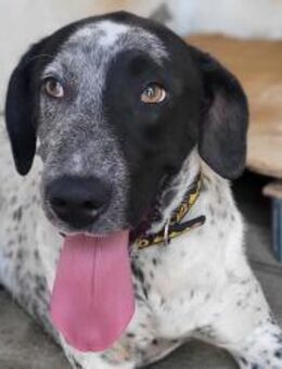 Kapitan - jung, hübsch & sehr sozial - Freudenstadt