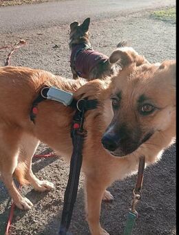 hübsche NAJMA sucht Vertrauen - Kallmünz