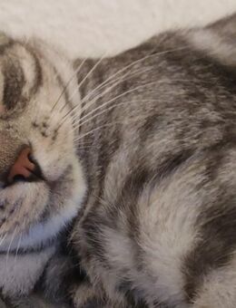 3 maine coon mix Brüder - Fürstenau