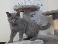 GEIMPFT!ABHOLBEREIT! Reinrassige BKH Kitten Katzen Junge - Hamm