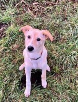 Nicki-neugierig, verspielt und zuckersüß - München